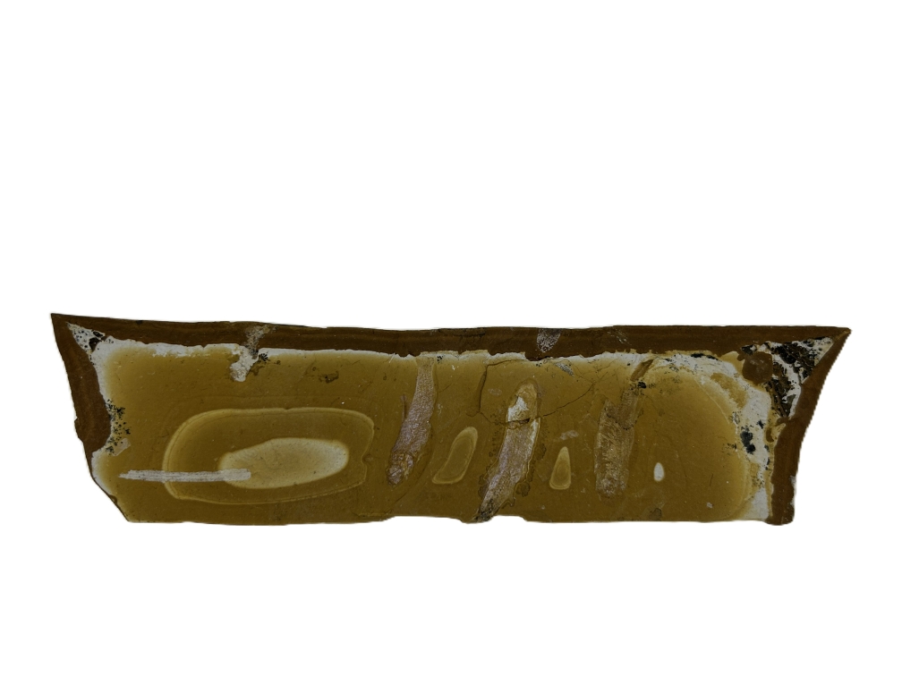 Cavenderichthys talbragarensis.