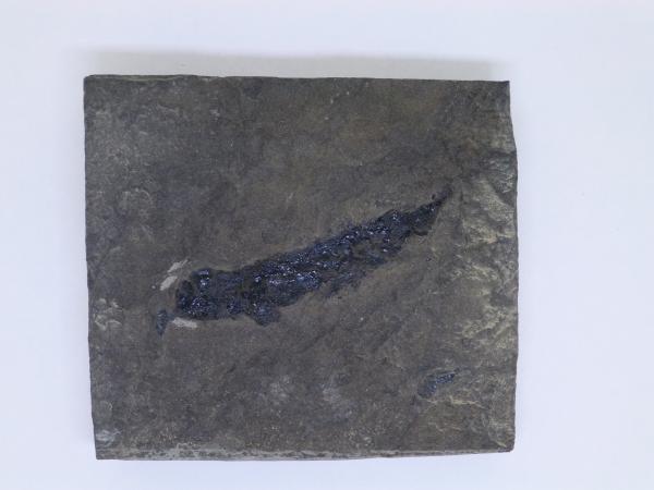 Osteolepis.
