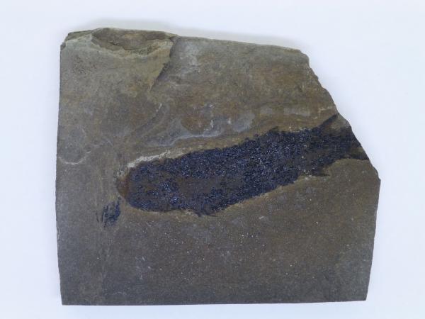 Osteolepis.