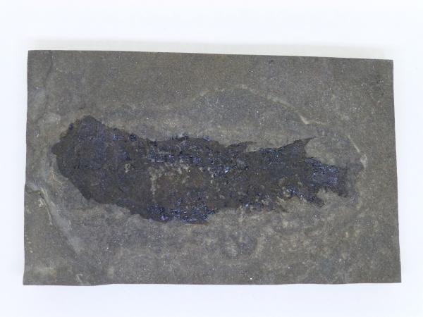 Osteolepis.