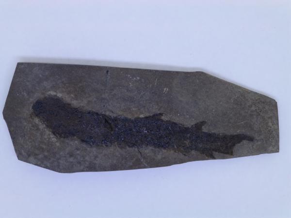 Osteolepis.