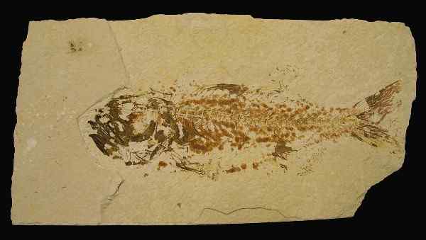 Priscacara Hypsacantha.