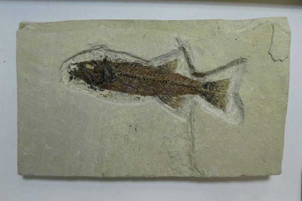 Mioplosus.