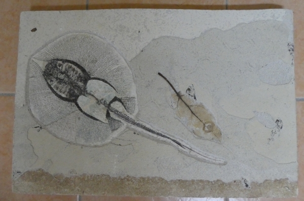 Stingray and leaf