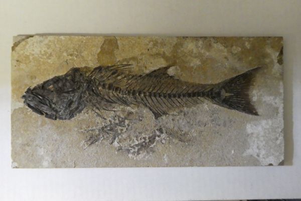Mioplosus.