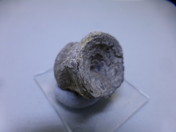 Fish Vertebrae.