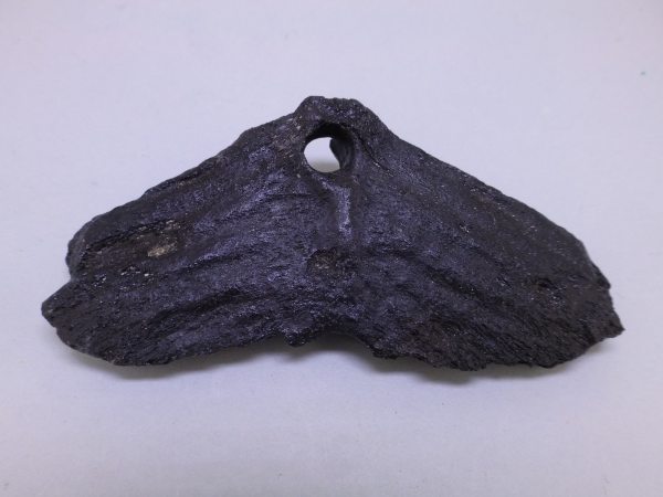 Unidentified vertebrae