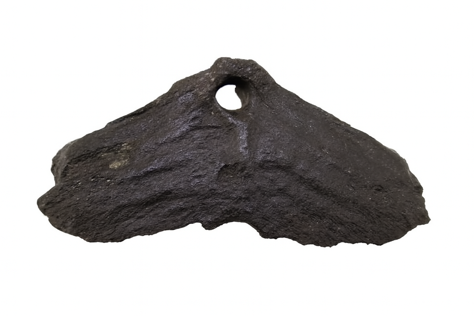 Unidentified vertebrae