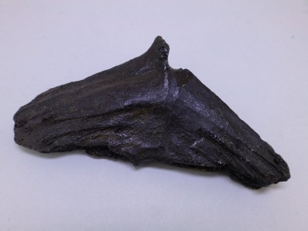 Unidentified vertebrae