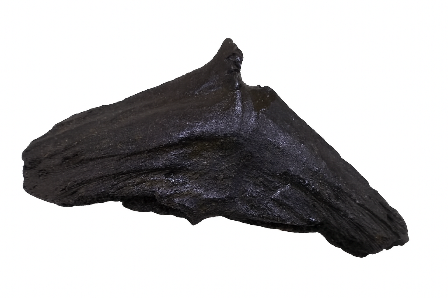 Unidentified vertebrae