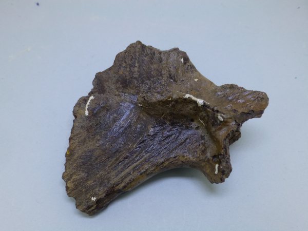 Unidentified vertebrae