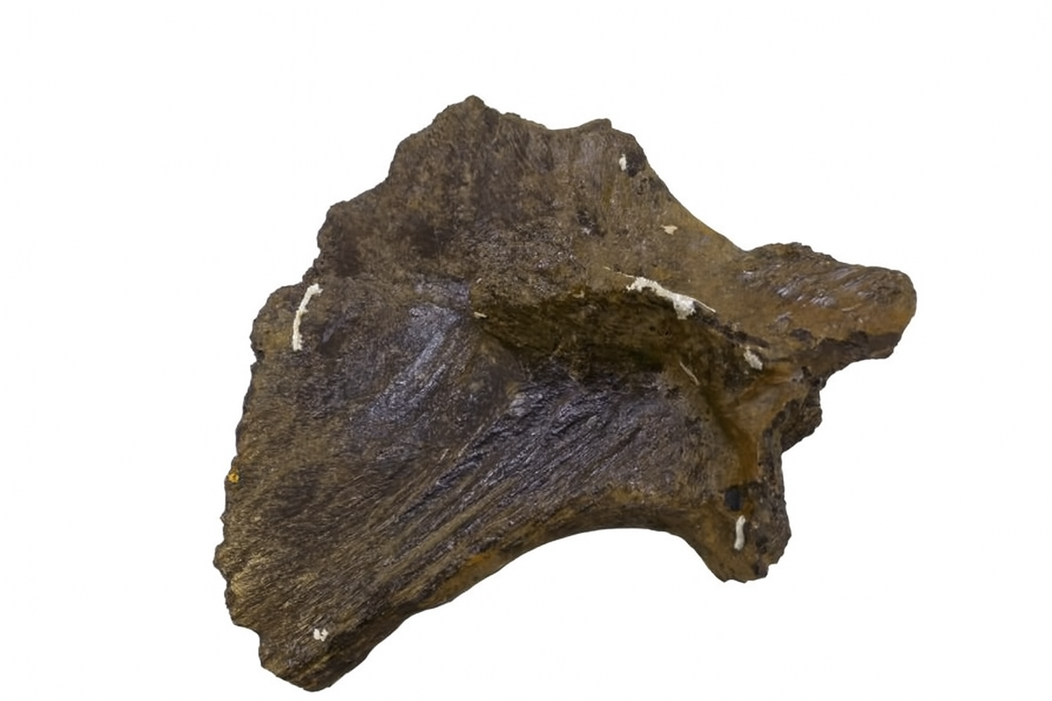 Unidentified vertebrae