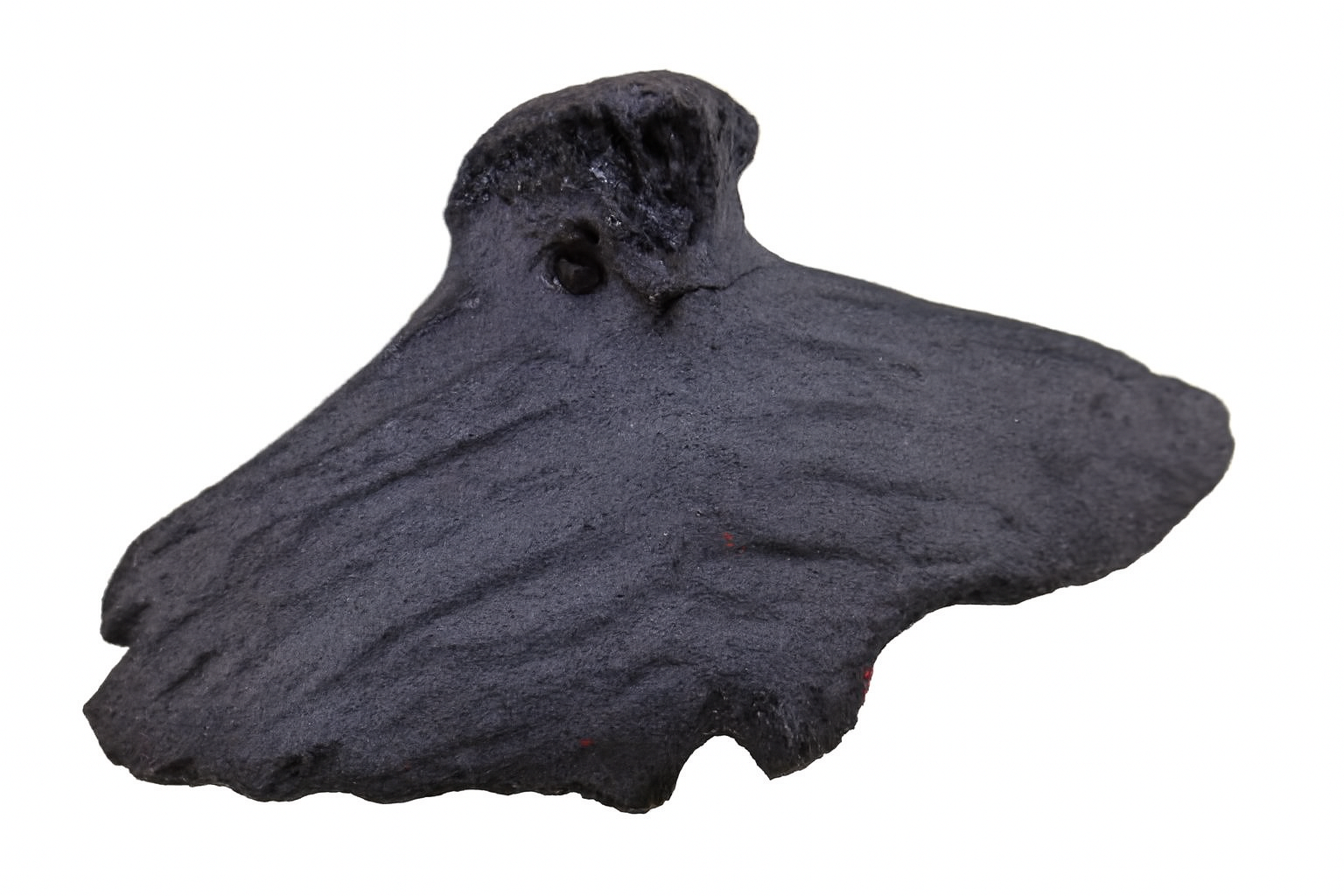 Unidentified vertebrae