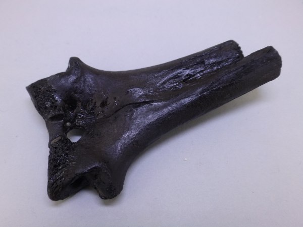 Unidentified vertebrae