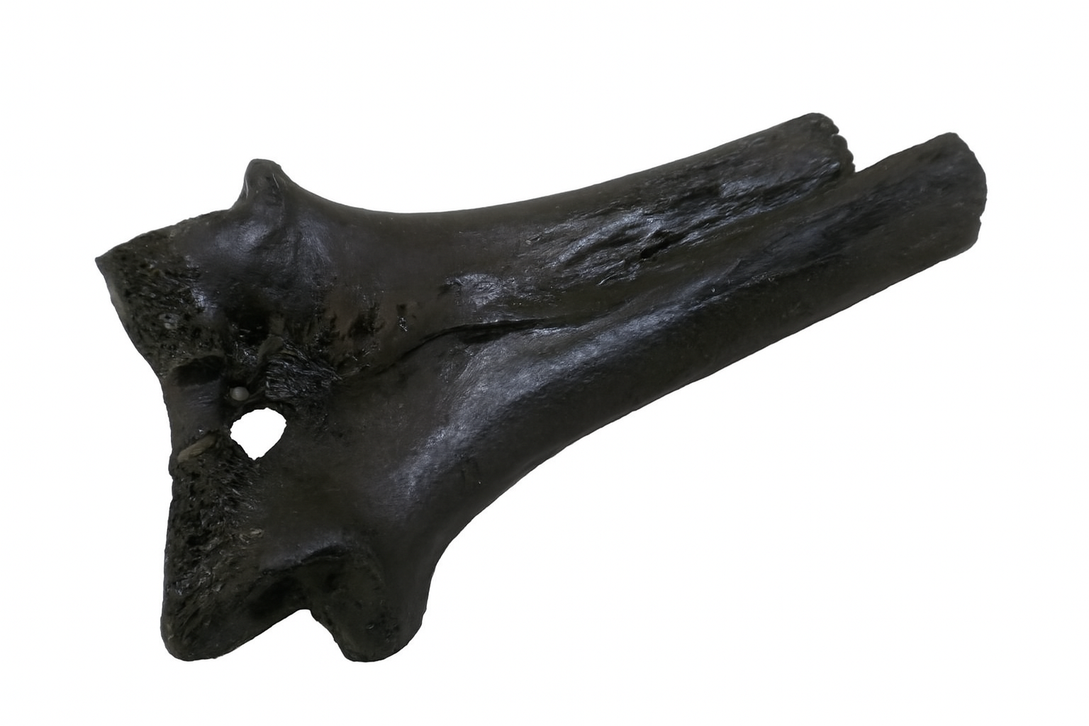 Unidentified vertebrae