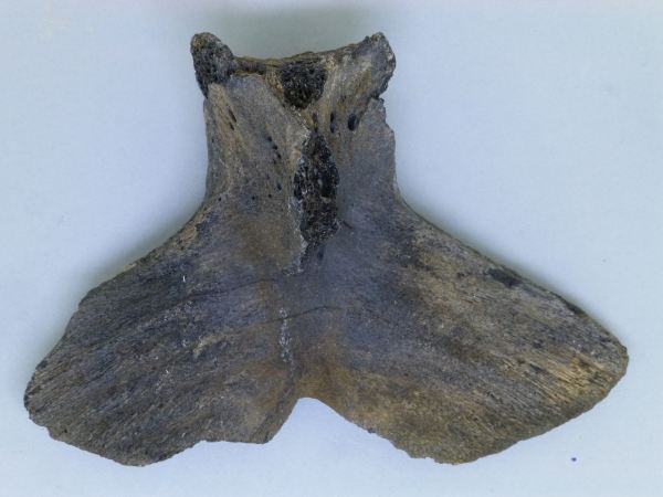 Fish Bones