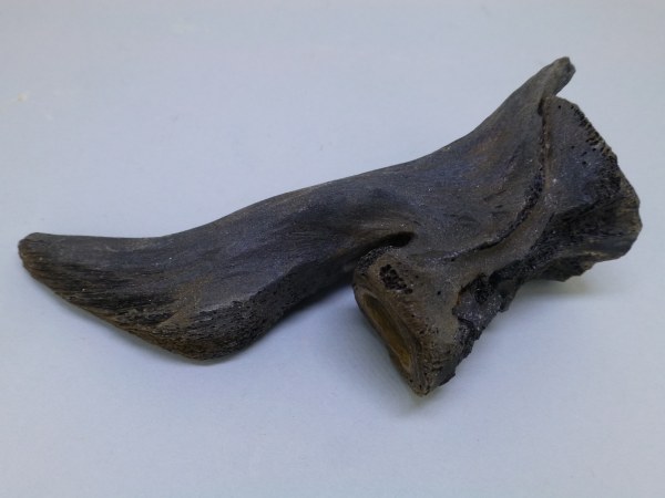 Unidentified vertebrae