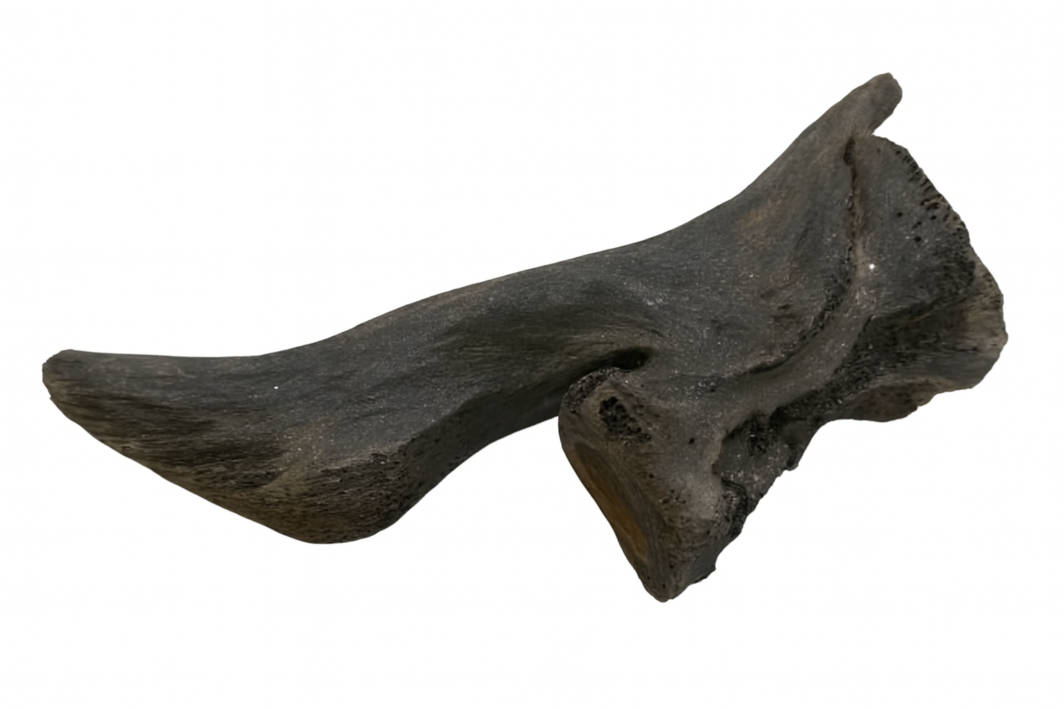 Unidentified vertebrae