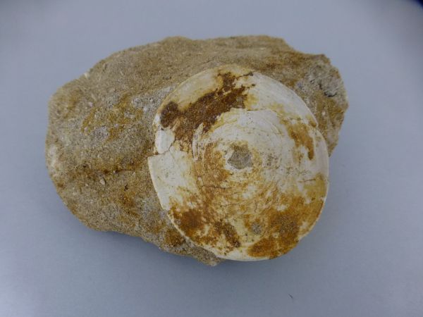 Fish Vertebrae.