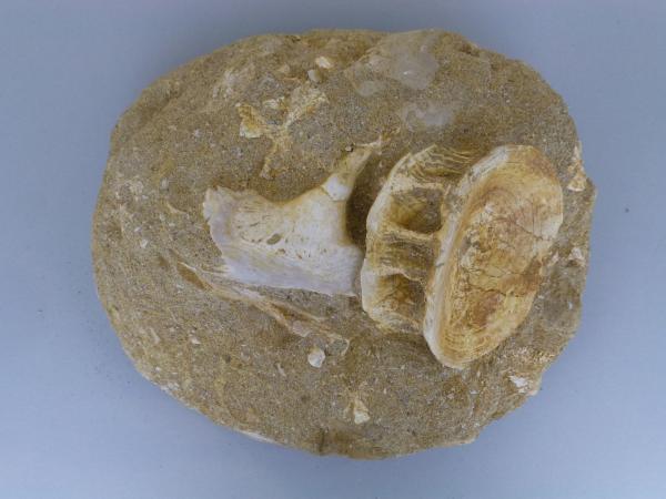 Fish Vertebrae.