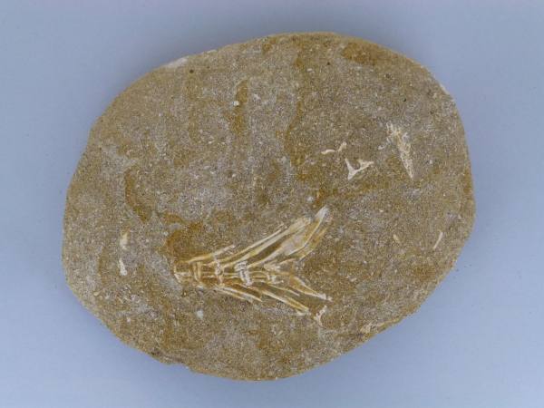Fish Vertebrae.