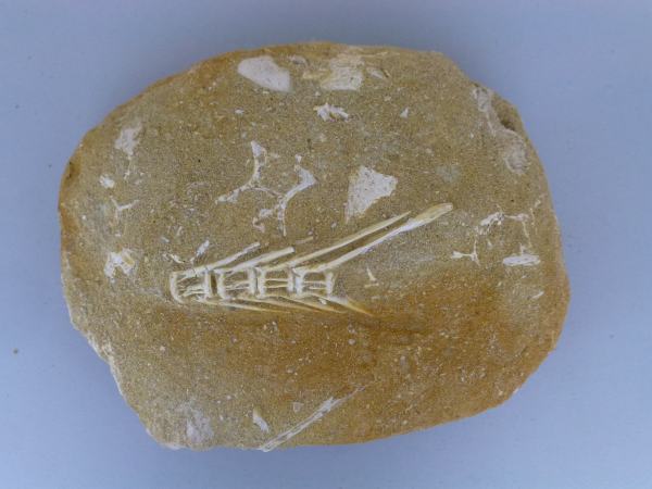 Fish Vertebrae.