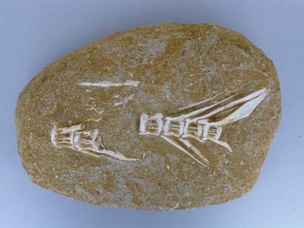 Fish Vertebrae.