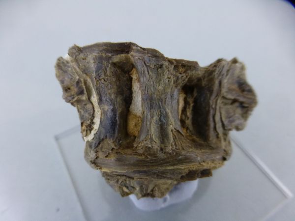 Ichthyodectes