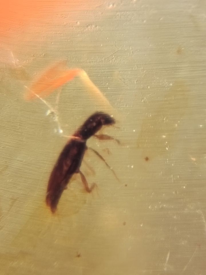 Amber.