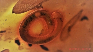 Amber with caterpillar and multiple insects inclusion.