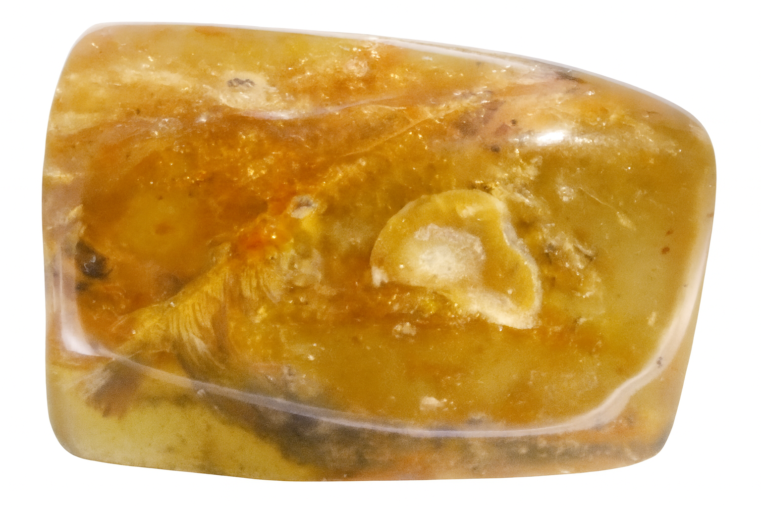 Feather in Colombian Amber