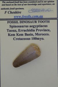 Dinosaur tooth.