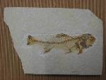 Other U.S.A. Fish