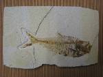 Diplomystus