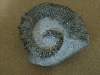 Australian Ammonites