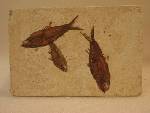 Knightia eoceana
