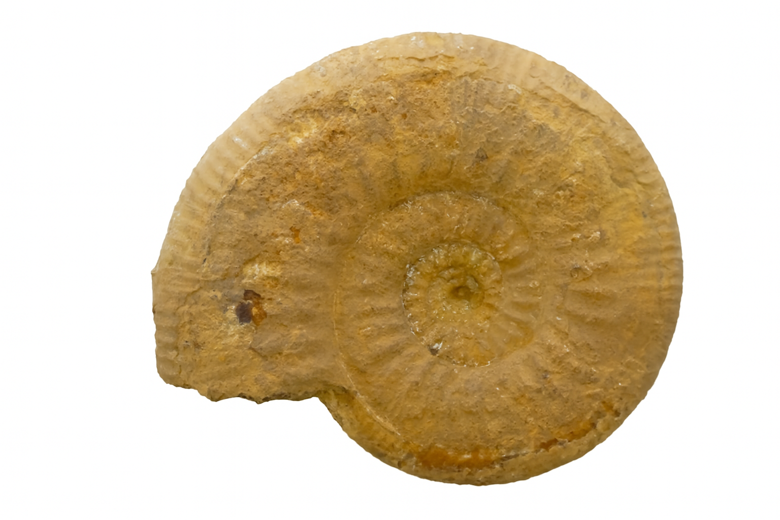 Ammonite.
