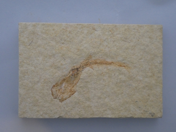 Leptolepis.