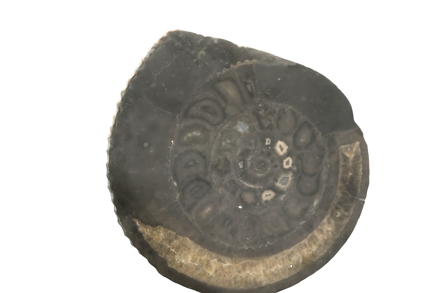 Dactylioceras.