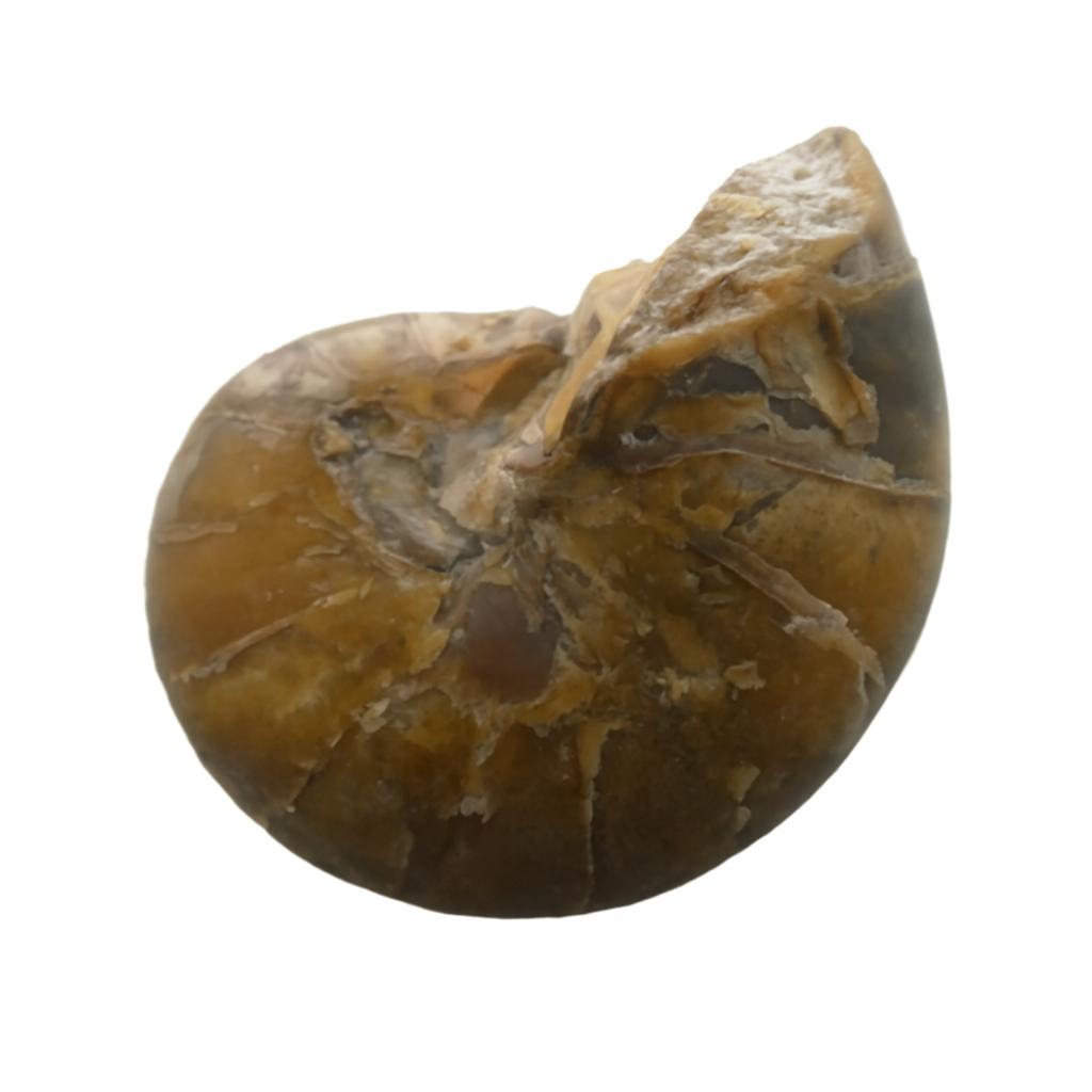 Cymatoceras Ammonite.