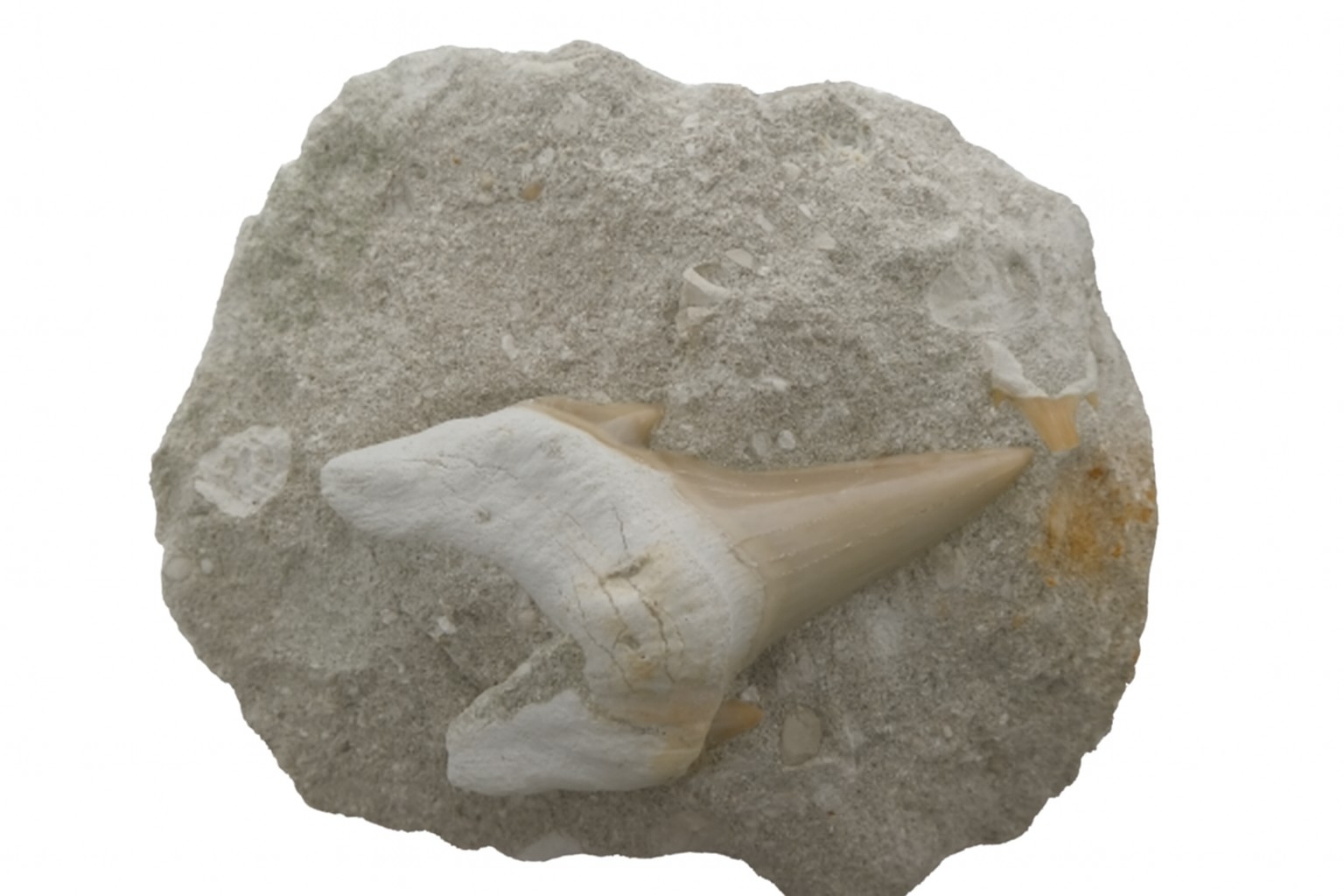 Mackerel Shark Tooth.