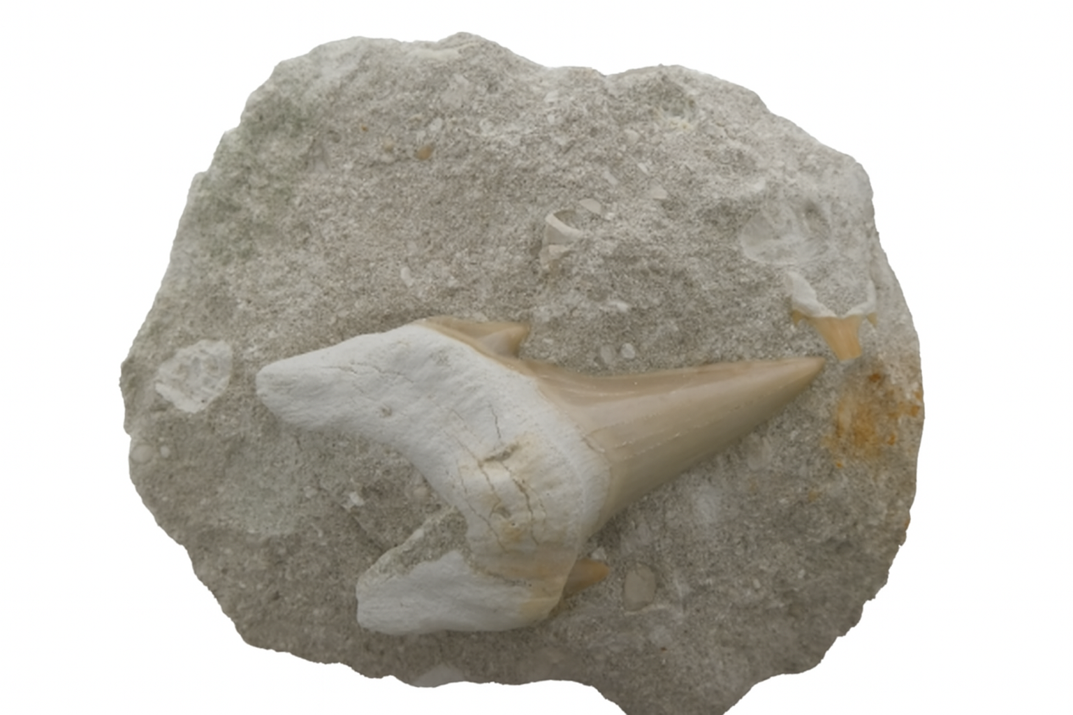 Mackerel Shark Tooth.