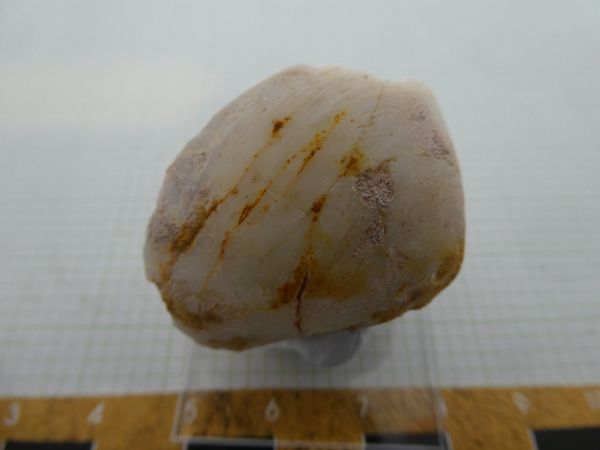 Opalised Shell.