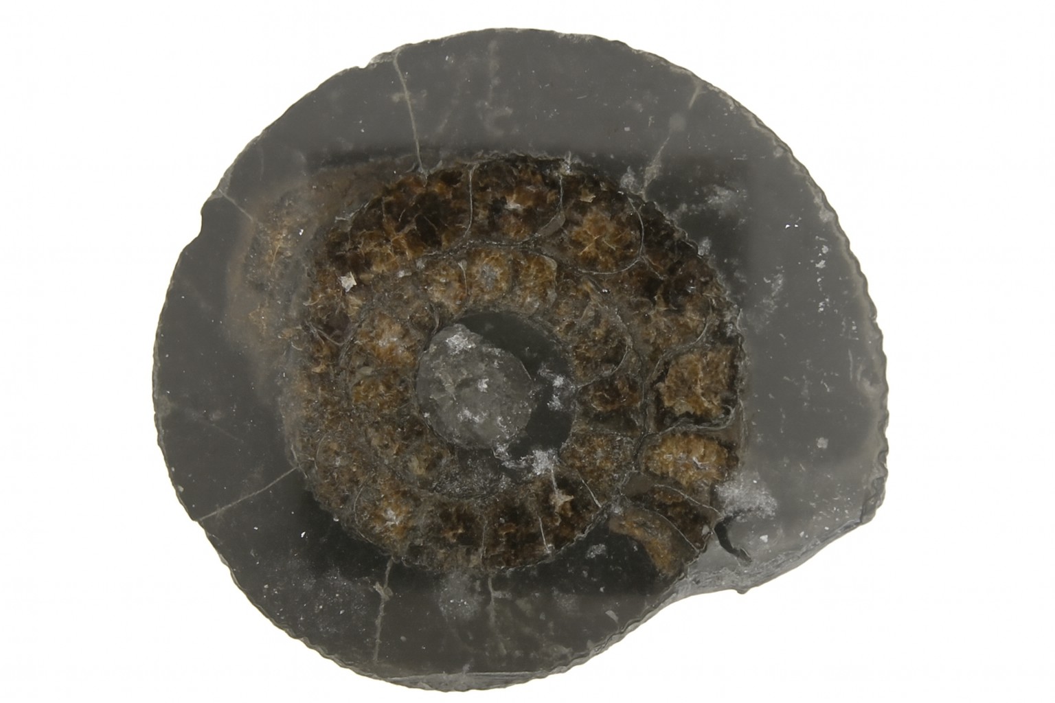 Dactylioceras.
