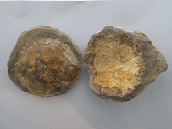 Trichopeltarion greggi 