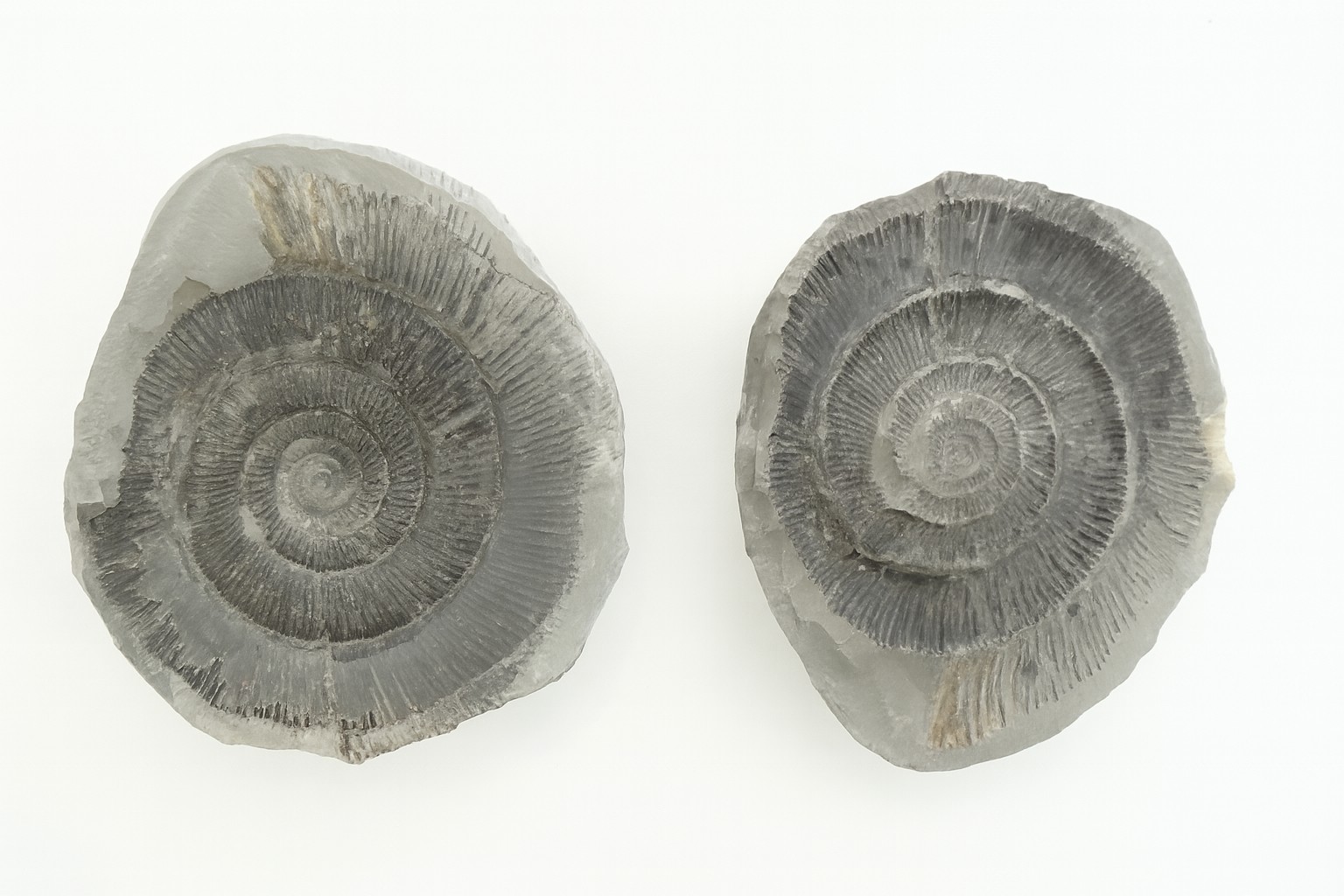 Dactylioceras positive/negative.