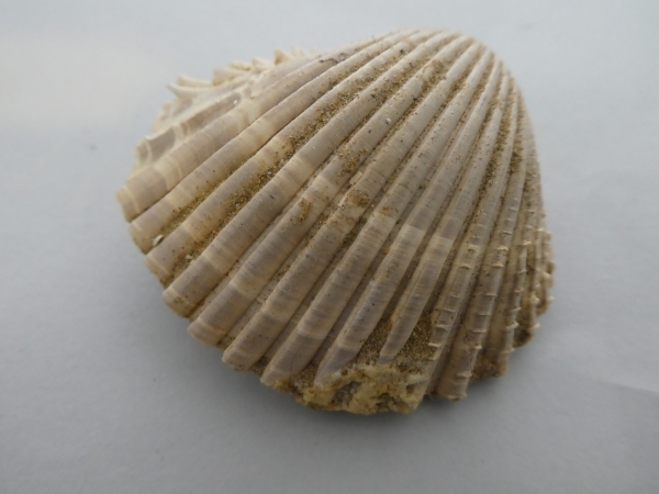 Shell.