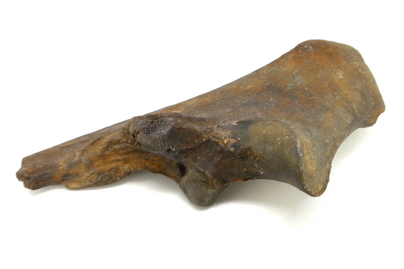 Bison Bone.