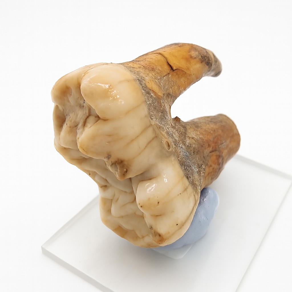 Cave Bear Teeth