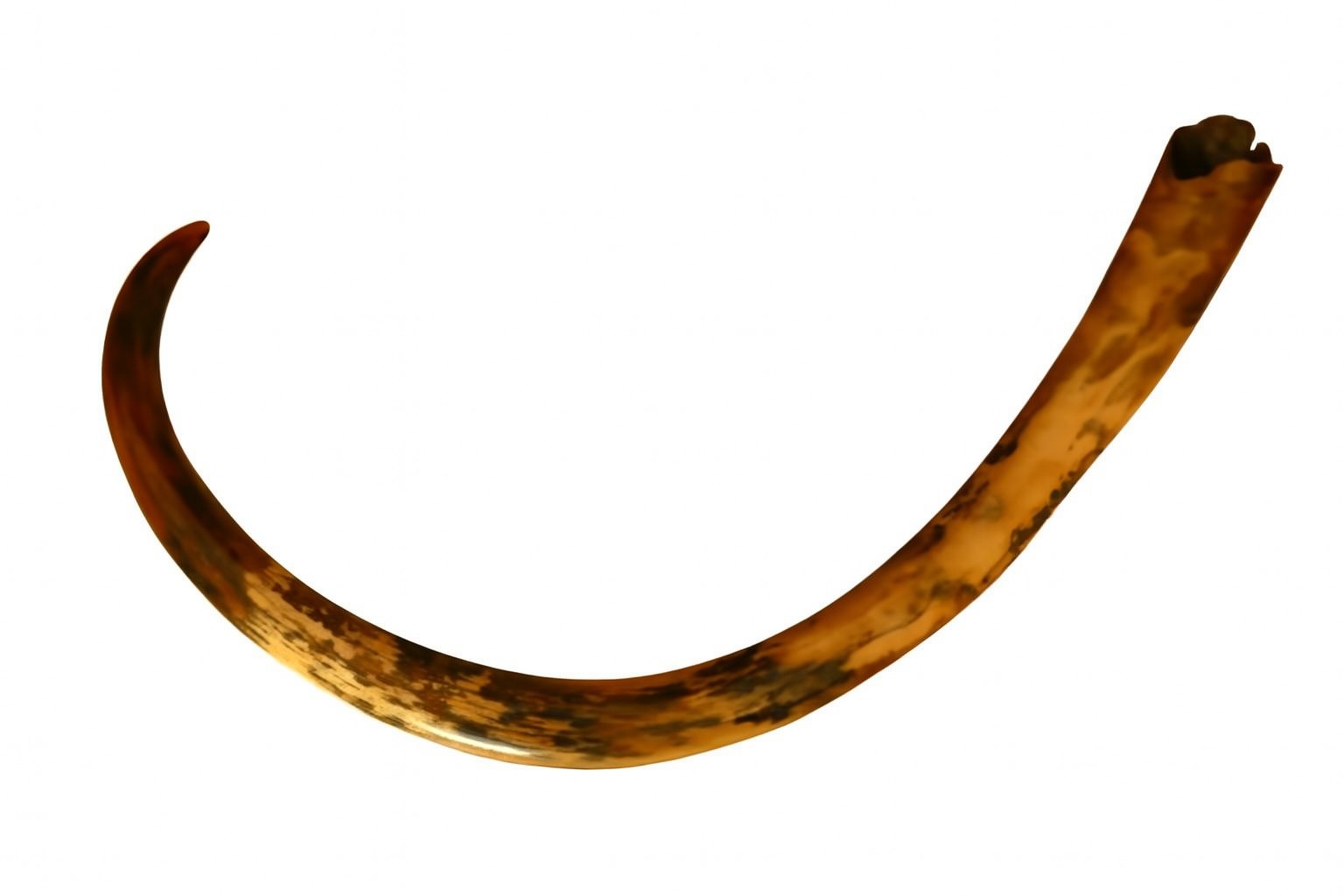 Mammals